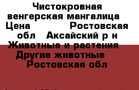 Чистокровная венгерская мангалица › Цена ­ 6 000 - Ростовская обл., Аксайский р-н Животные и растения » Другие животные   . Ростовская обл.